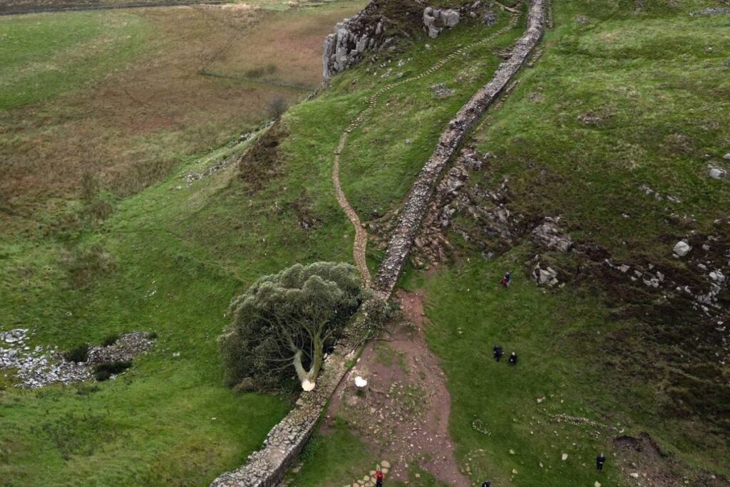 The tree at Sycamore Gap next to Hadrians Wall came down overnight in a deliberate act of vandalism. Photo Owen Humphreys AP