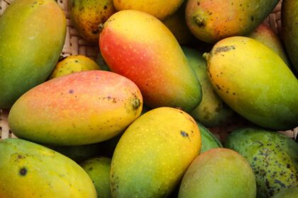 mango butter